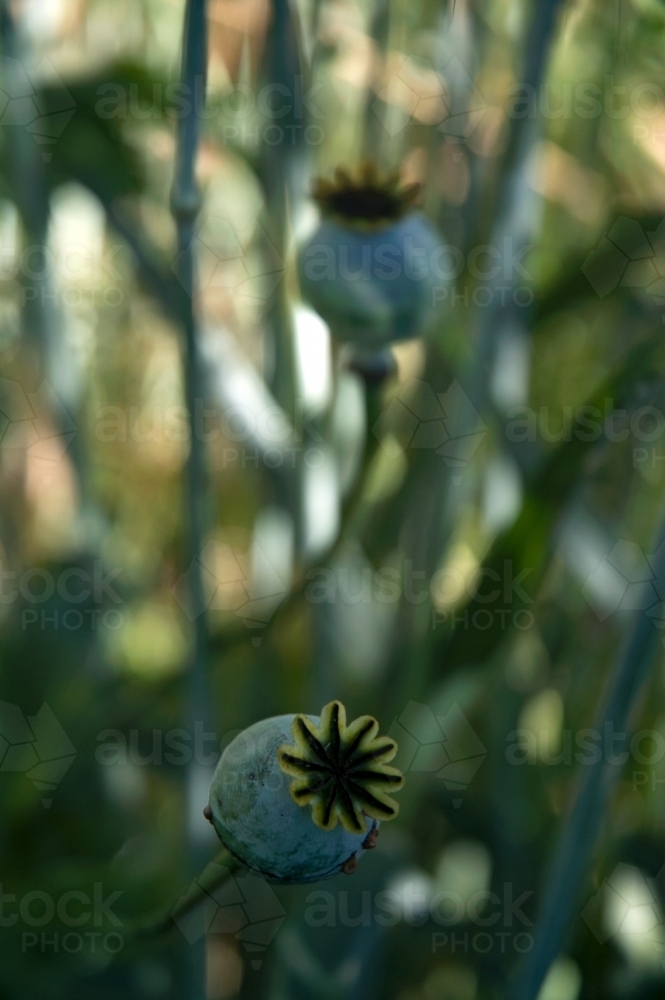 Close up of opium poppies - Australian Stock Image