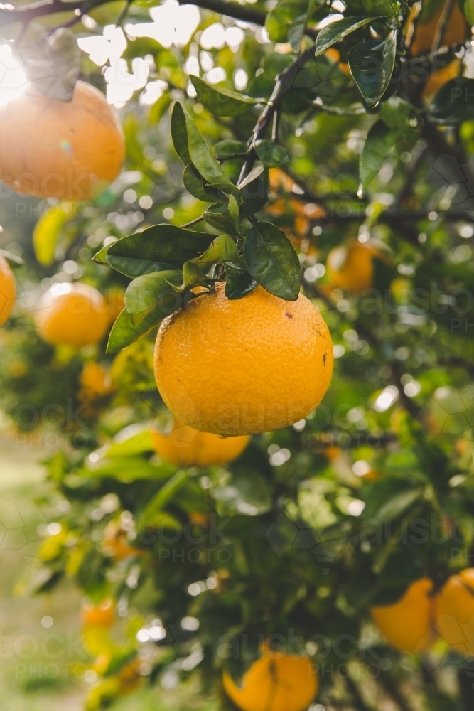 Close up of orange citrus on fruit trees, in beam of sunlight on rural farm - Australian Stock Image