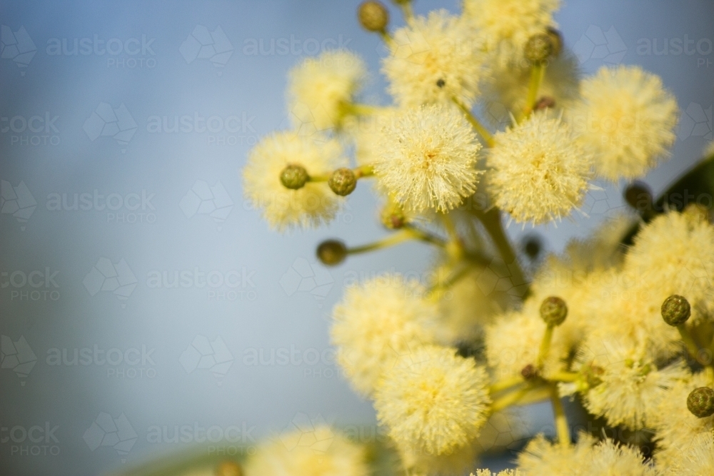 close up of pale gold balls of wattle - Australian Stock Image