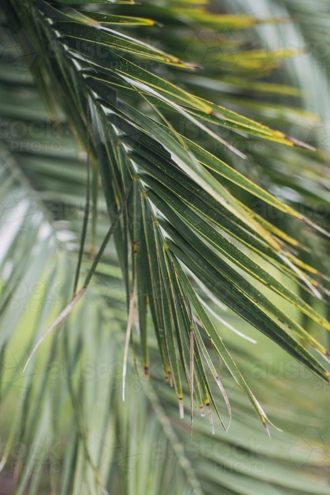 Close up of palm tree frond - Australian Stock Image