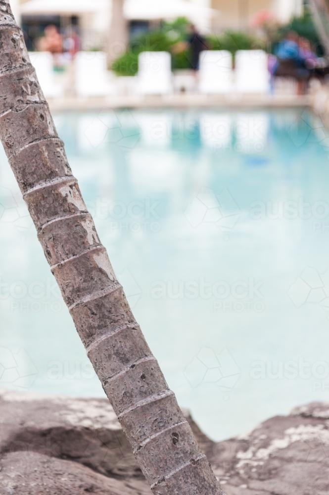 Close up of palm tree trunks at a resort swimming pool - Australian Stock Image