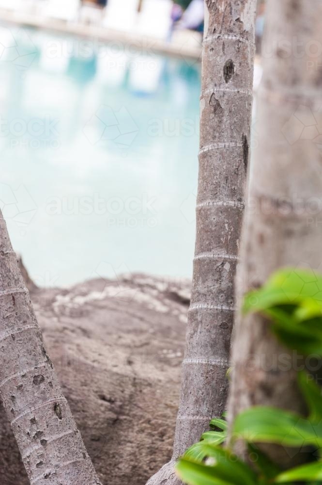 Close up of palm tree trunks at a resort swimming pool - Australian Stock Image