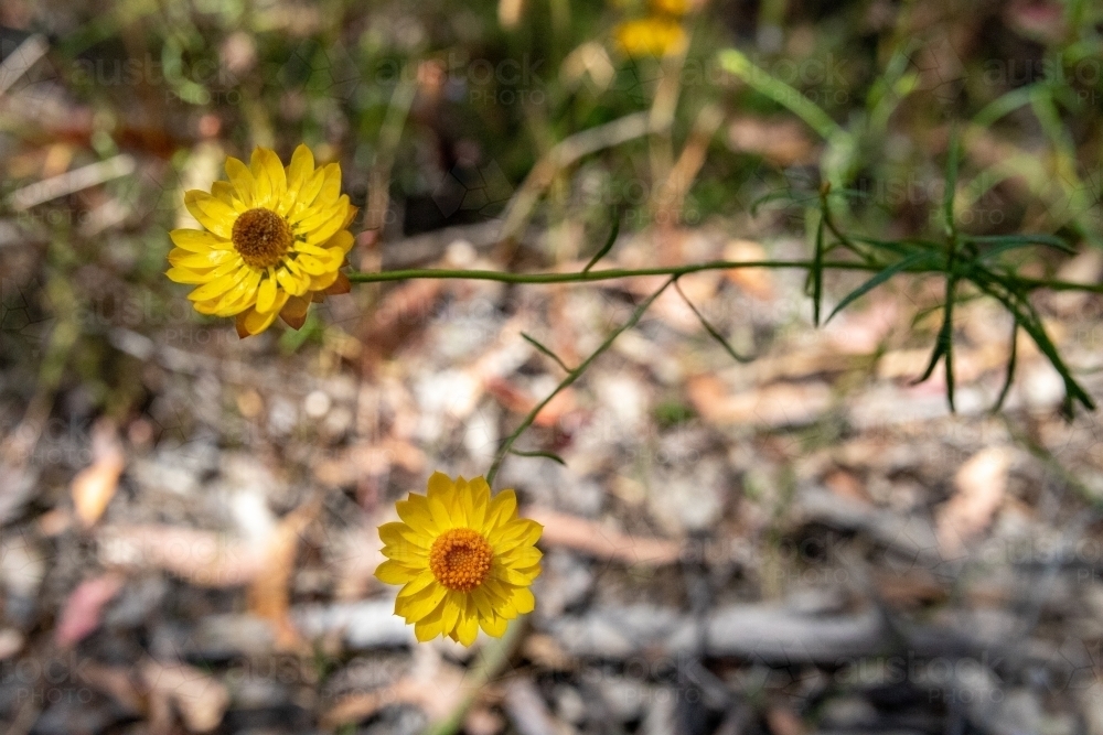 Close up of paper daisy - Australian Stock Image