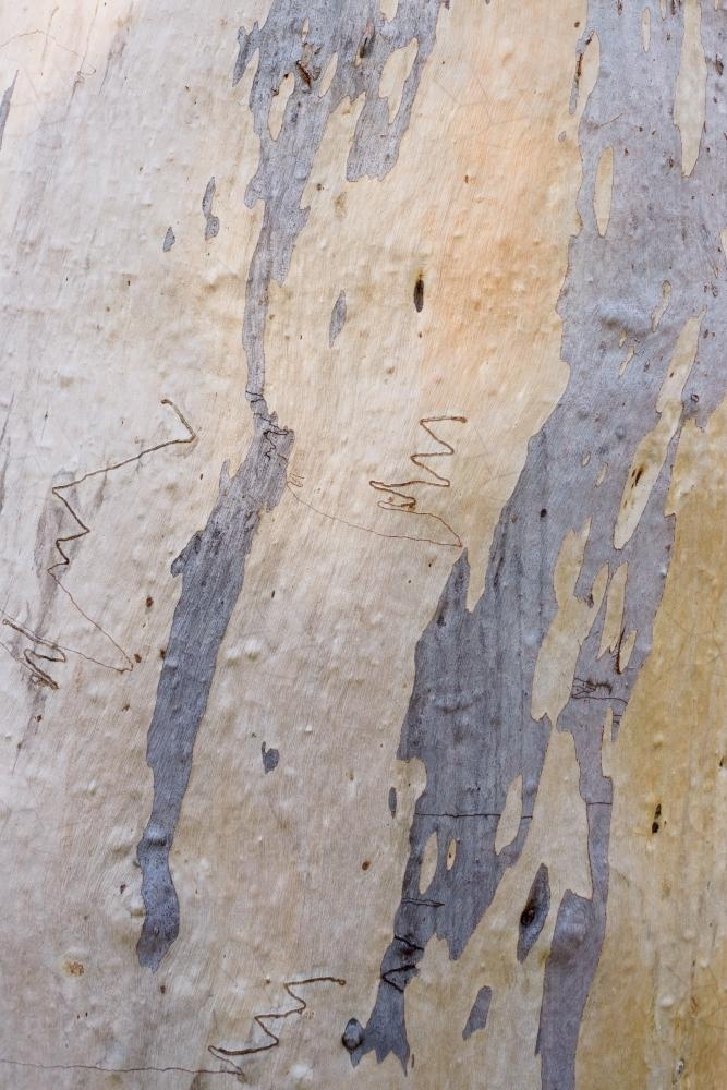 Close up of patterned gum tree trunk, scribbles and grey, yellow and white colouring - Australian Stock Image