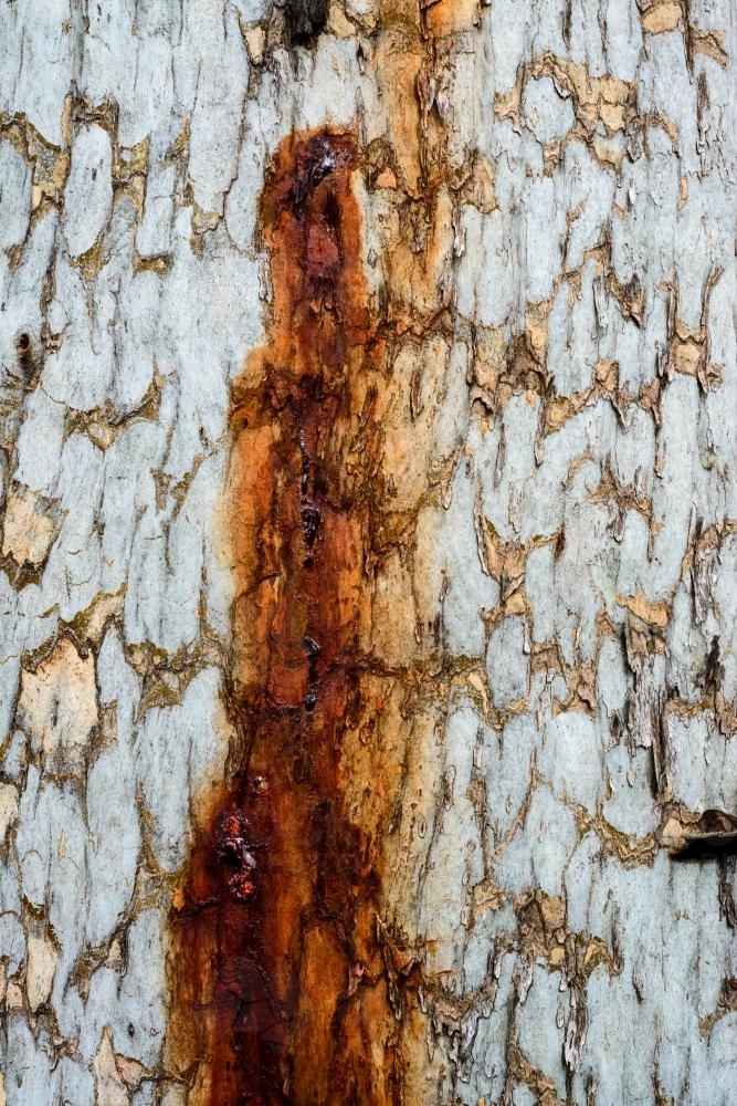 Close up of patterned tree trunk with dark orange sap running down - Australian Stock Image