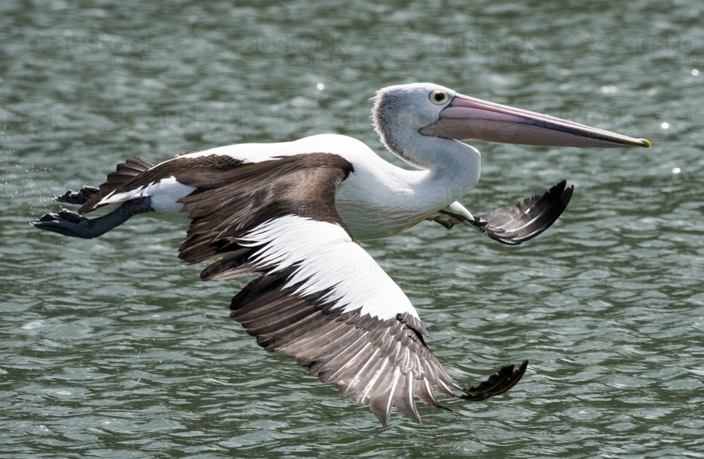 Close up of pelican flying over water - Australian Stock Image