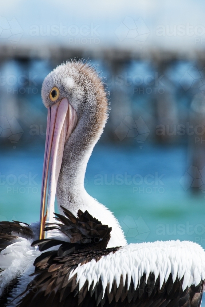 Close up of pelican grooming - Australian Stock Image