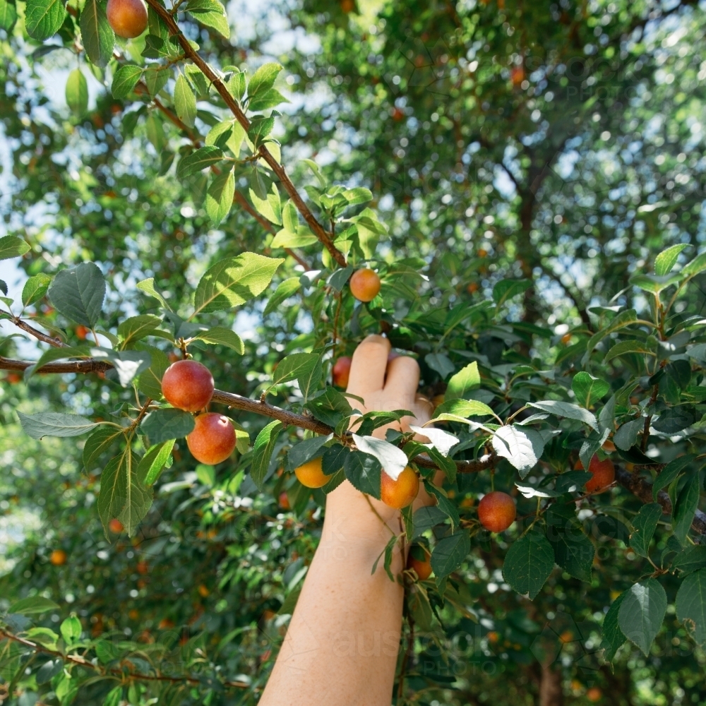 Close up of person hand picking fruit - Australian Stock Image