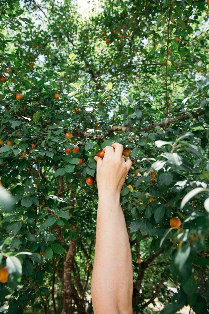 Close up of person hand picking fruit - Australian Stock Image