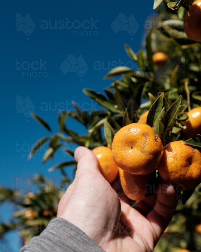 Close up of person picking fruit - Australian Stock Image