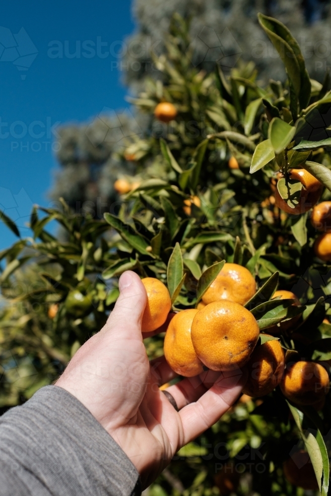Close up of person picking fruit - Australian Stock Image