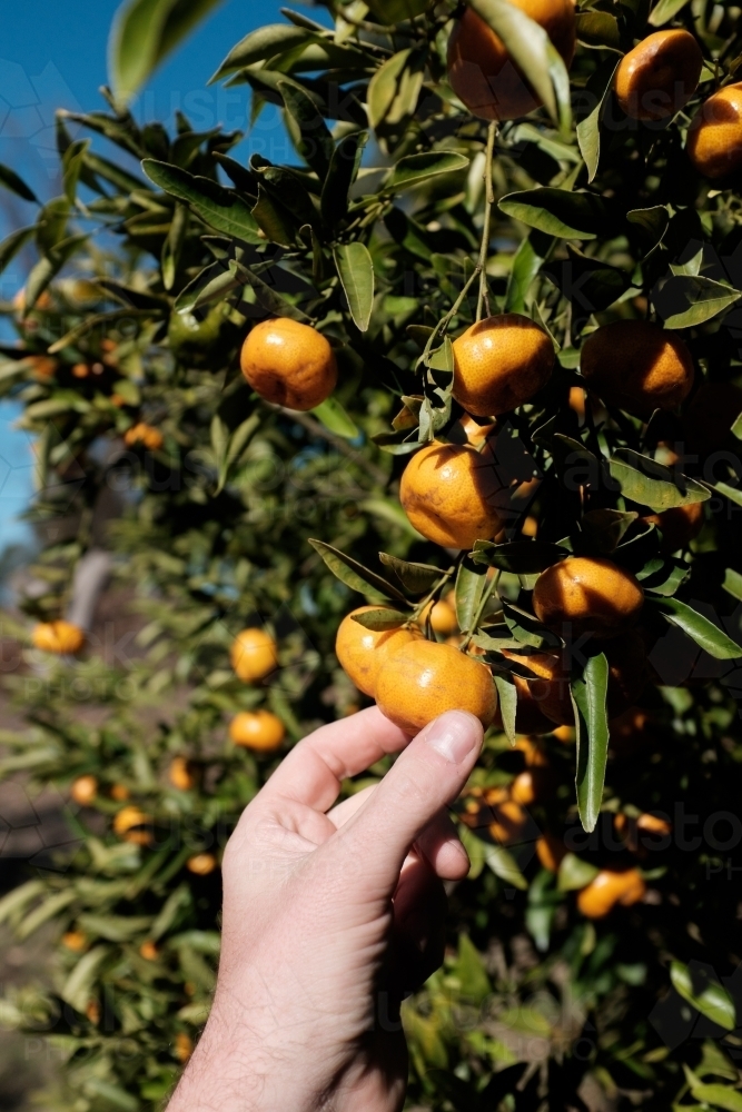 Close up of person picking mandarins - Australian Stock Image
