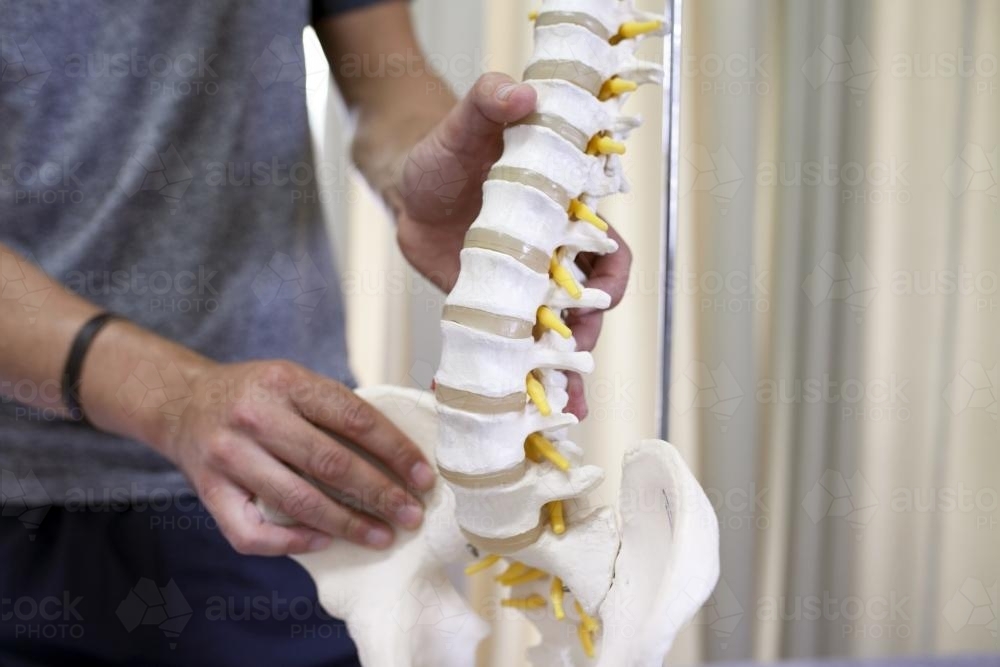 Close up of physiotherapist holding model of spine - Australian Stock Image