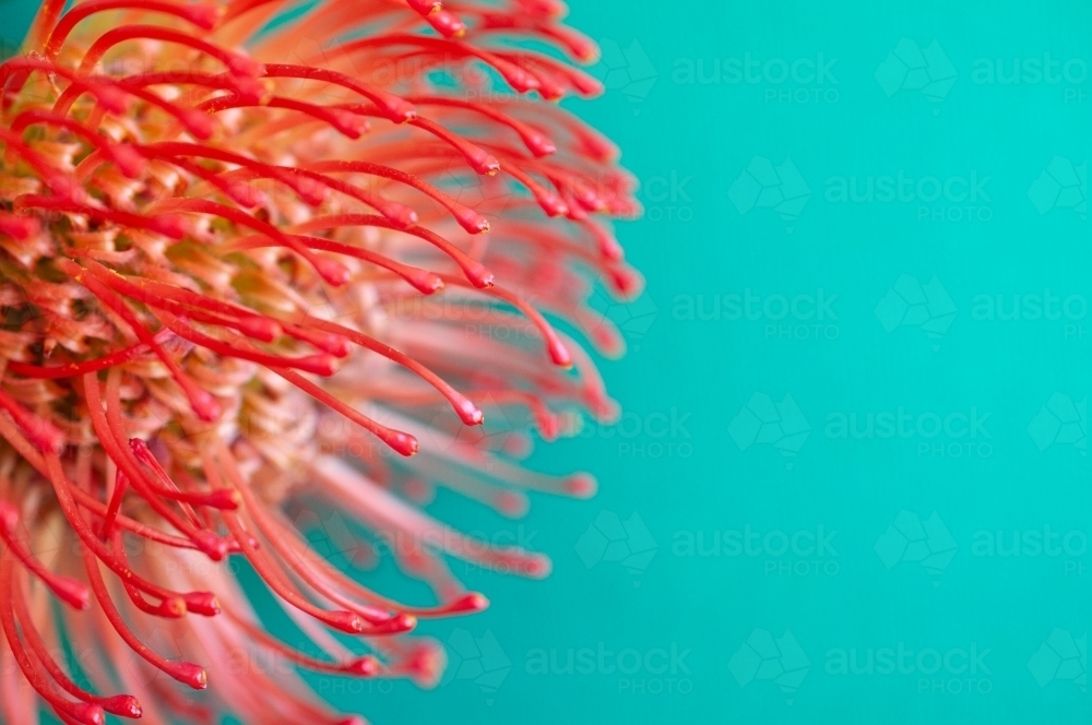 Close up of Pincushion Flower on Brightly Coloured Background - Australian Stock Image