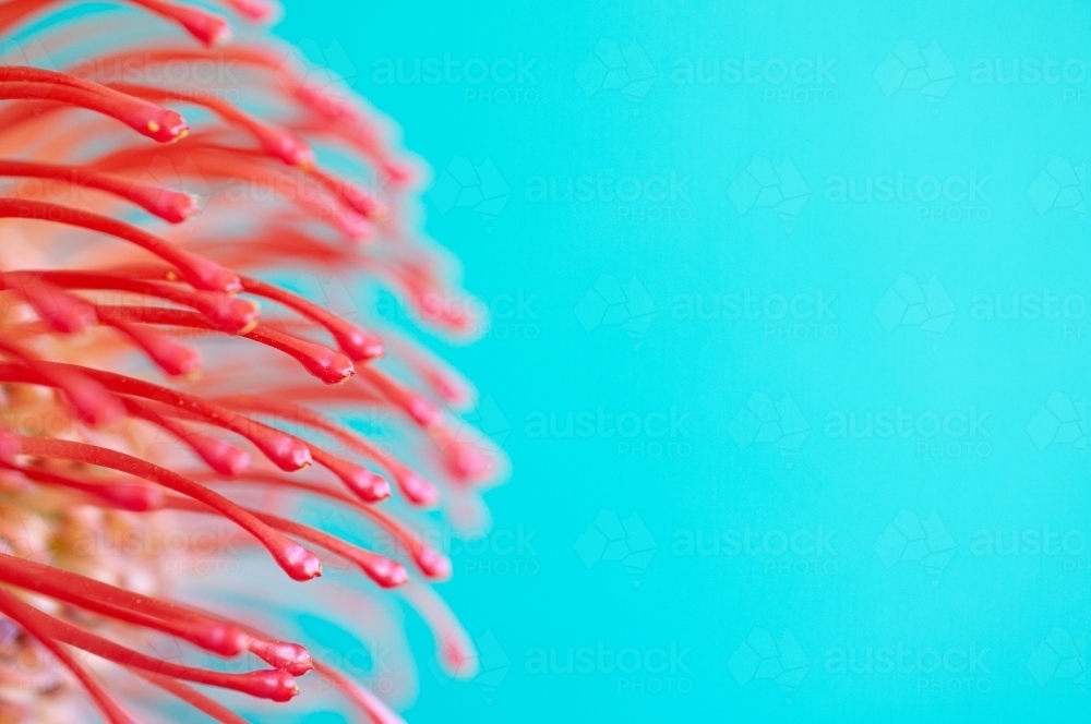 Close up of Pincushion Flower on Brightly Coloured Background - Australian Stock Image