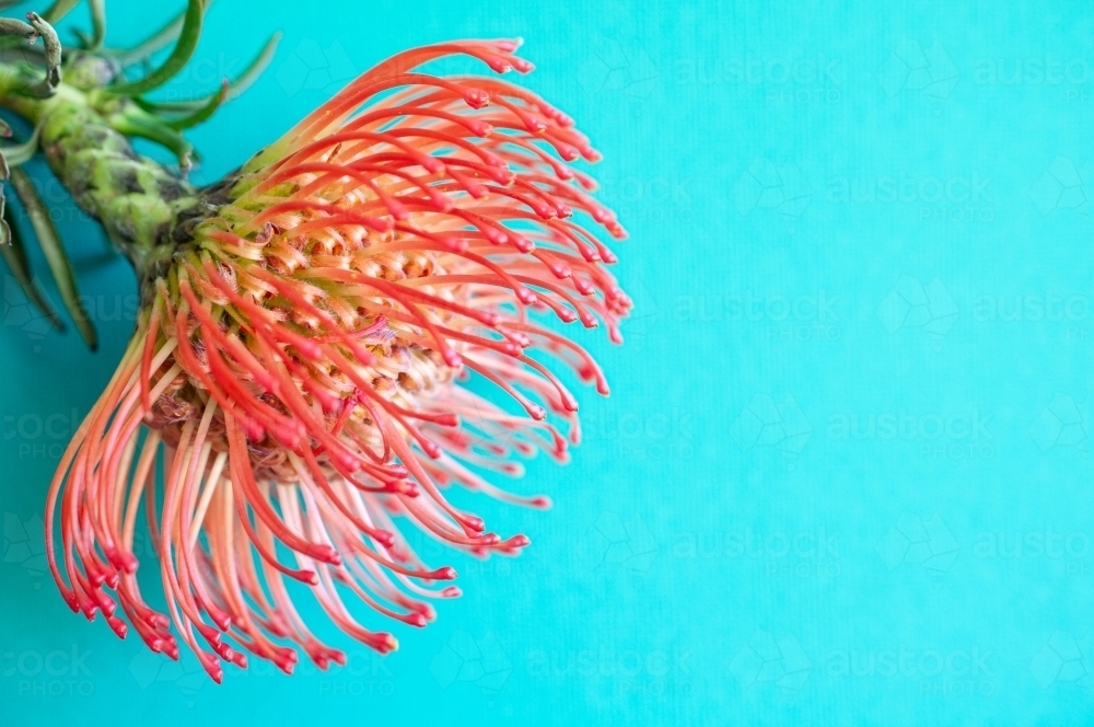 Close up of Pincushion Flower on Brightly Coloured Background - Australian Stock Image