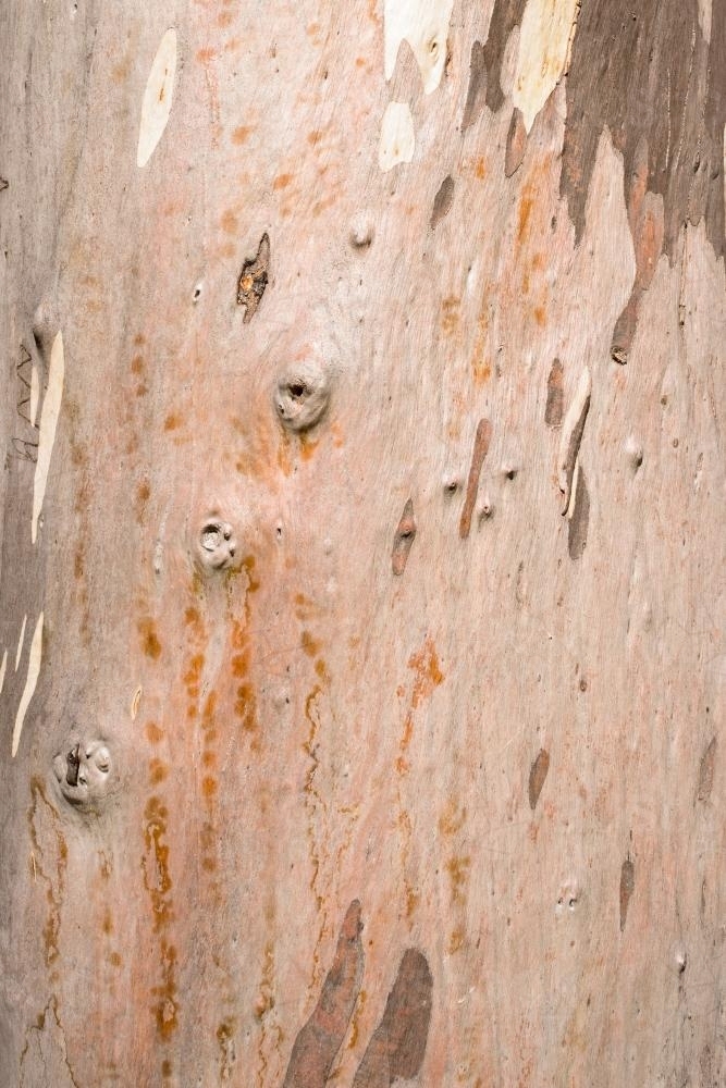 Close up of pink and orange new bark on gum tree trunk - Australian Stock Image