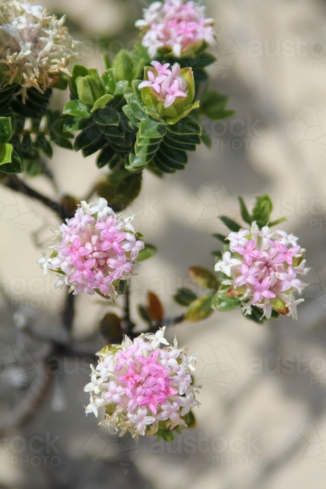 Close up of pink and white pimelea flower - Australian Stock Image