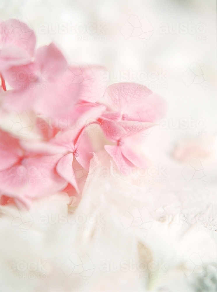 Close Up of Pink and White Pretty Hydraenga Flowers - Australian Stock Image