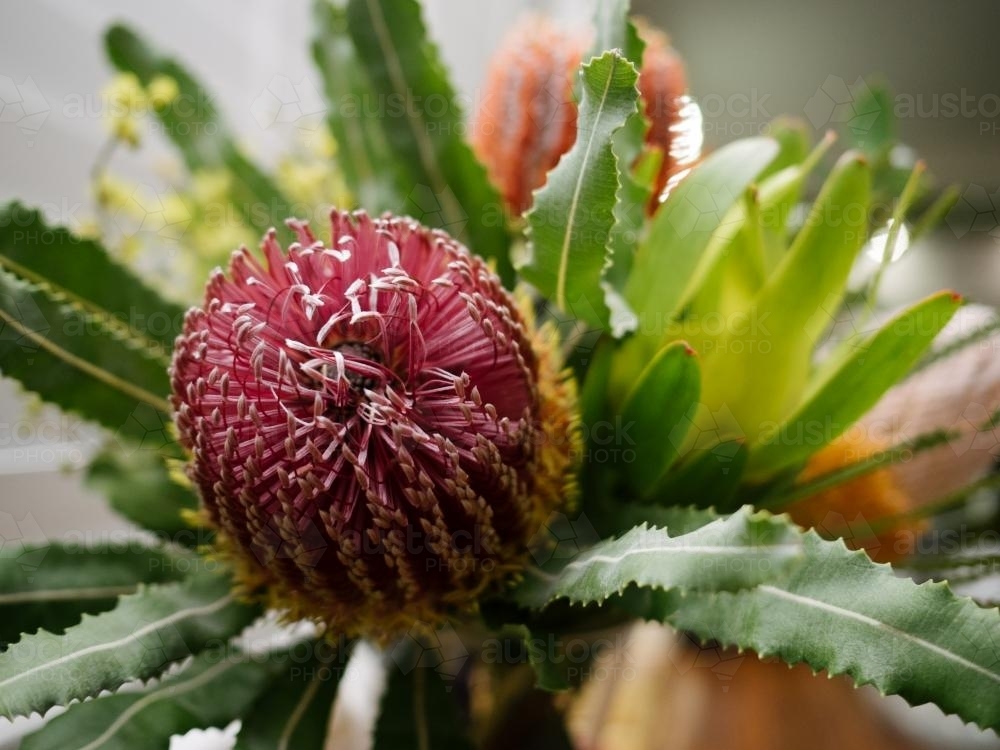 Close up of pink banksia flower in bouquet - Australian Stock Image