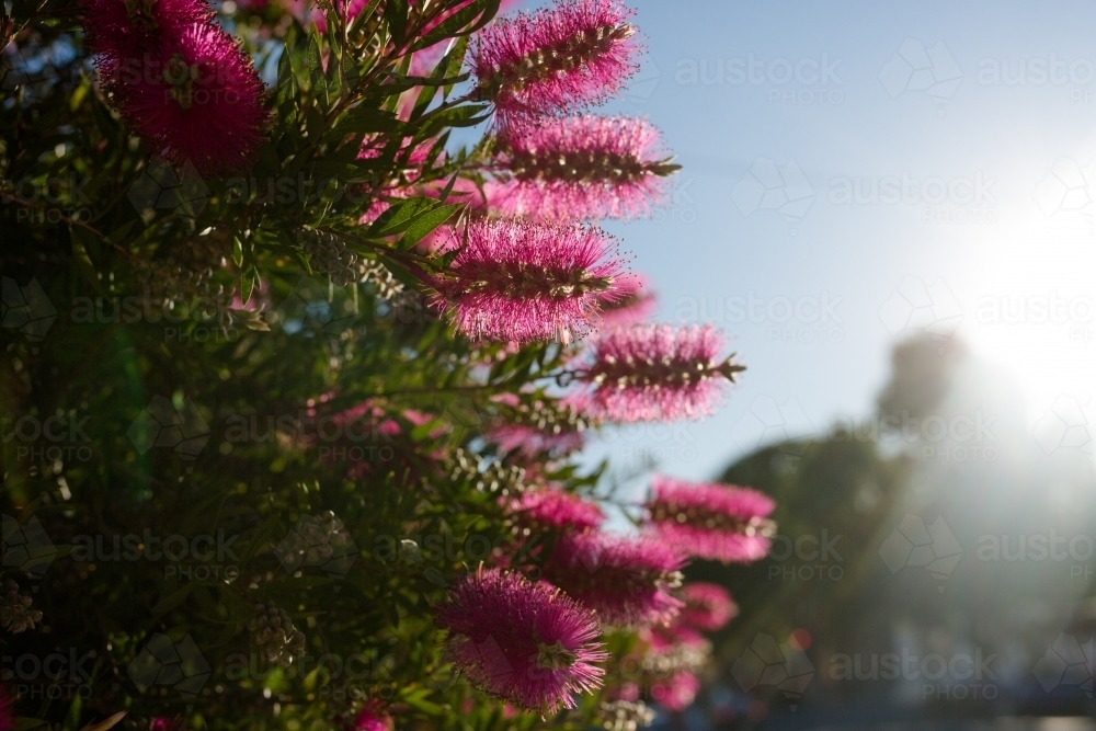Close up of pink bottle brush flowers - Australian Stock Image