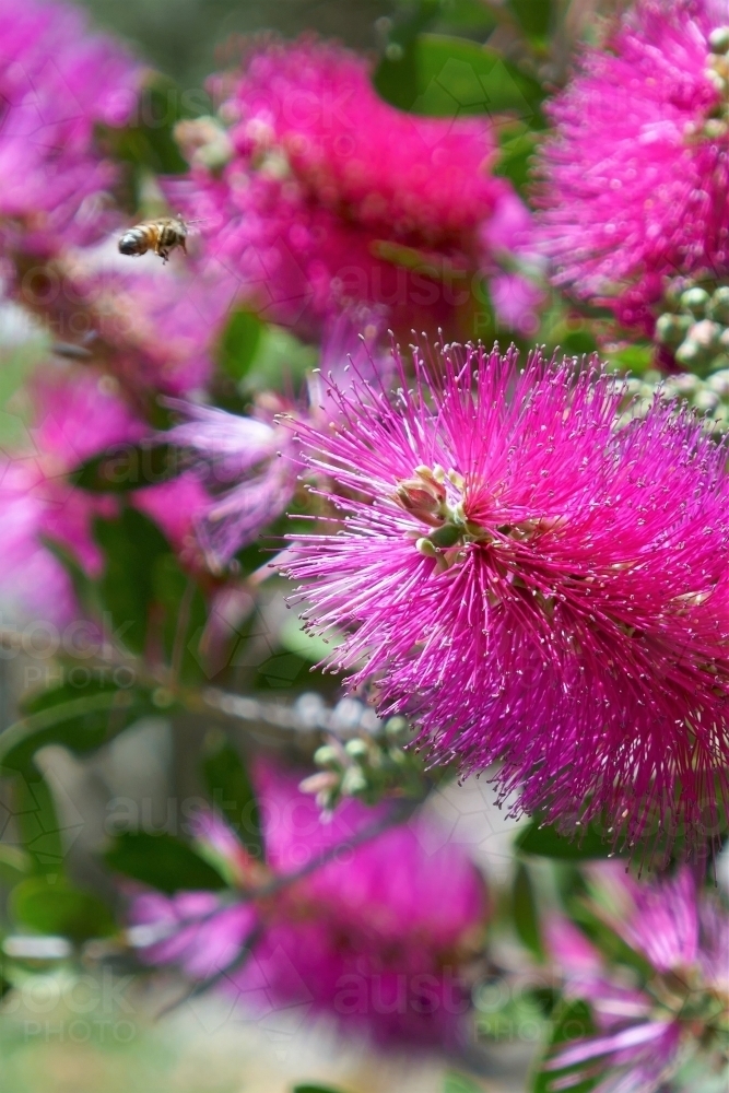 Close up of Pink bottlebrush - Australian Stock Image