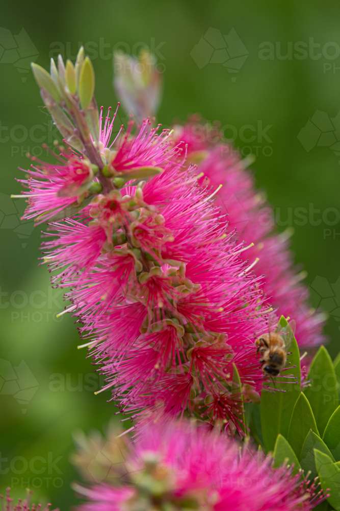 Close up of pink bottlebrush - Australian Stock Image