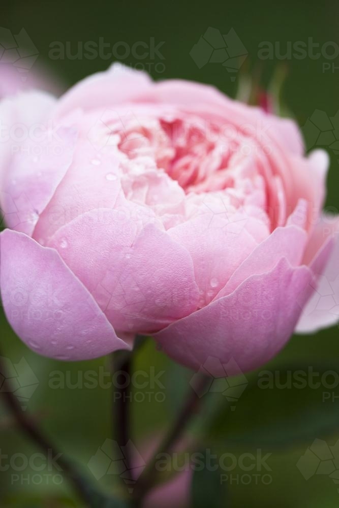 Close up of Pink David Austin rose, 'The Alnwick Rose' and bud - Australian Stock Image