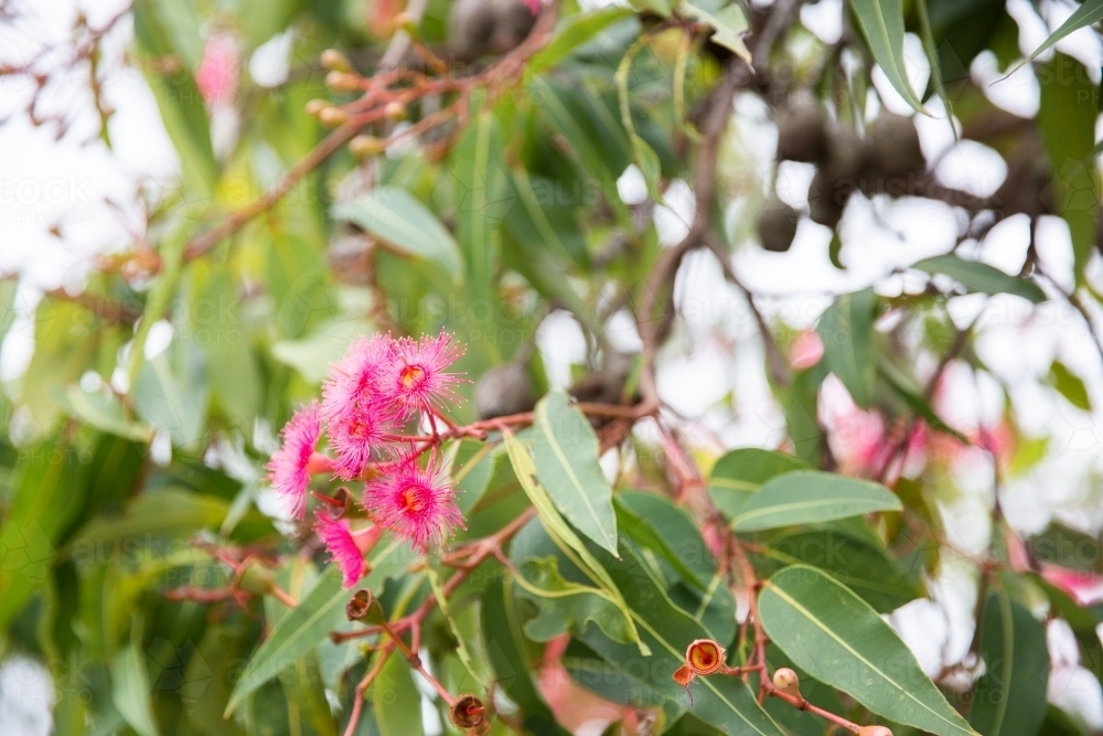 close up of pink eucalyptus flowers and leaves - Australian Stock Image