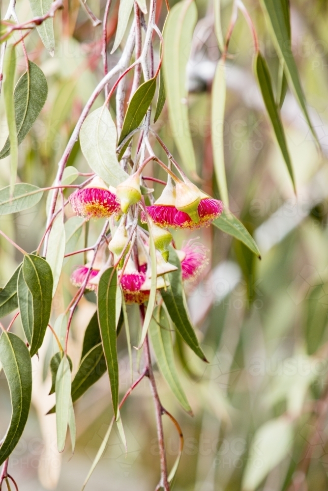 Close up of pink gum flower and leaves vertical - Australian Stock Image