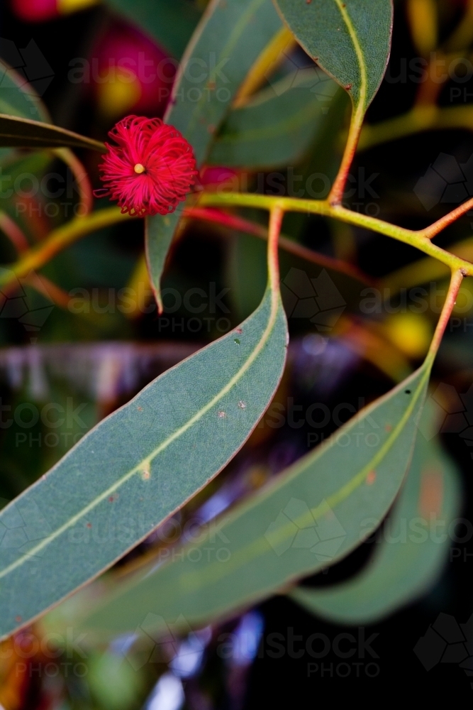 Close up of pink iron bark (eucalyptus) flower bud and leaves - Australian Stock Image