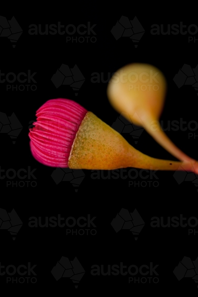 Close up of pink iron bark (eucalyptus) flower buds - Australian Stock Image