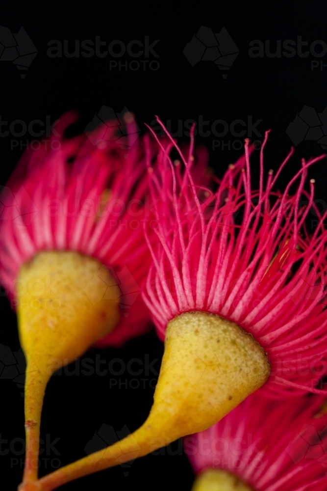 Close up of pink iron bark (eucalyptus) flower buds - Australian Stock Image