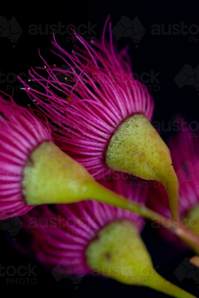 Close up of pink iron bark (eucalyptus) flowers - Australian Stock Image