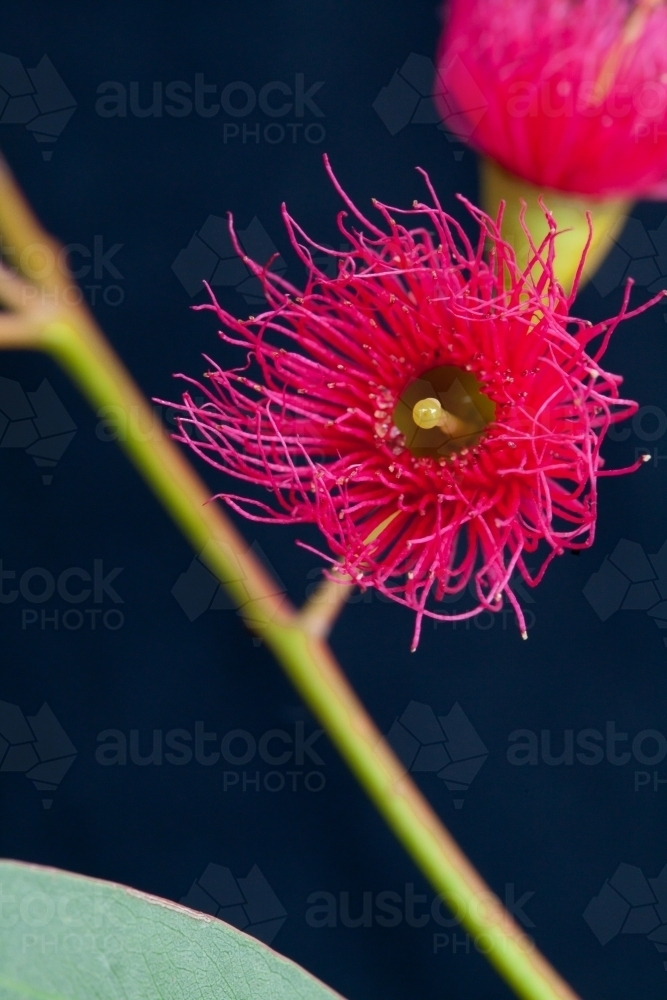 Close up of pink iron bark (eucalyptus) flowers - Australian Stock Image