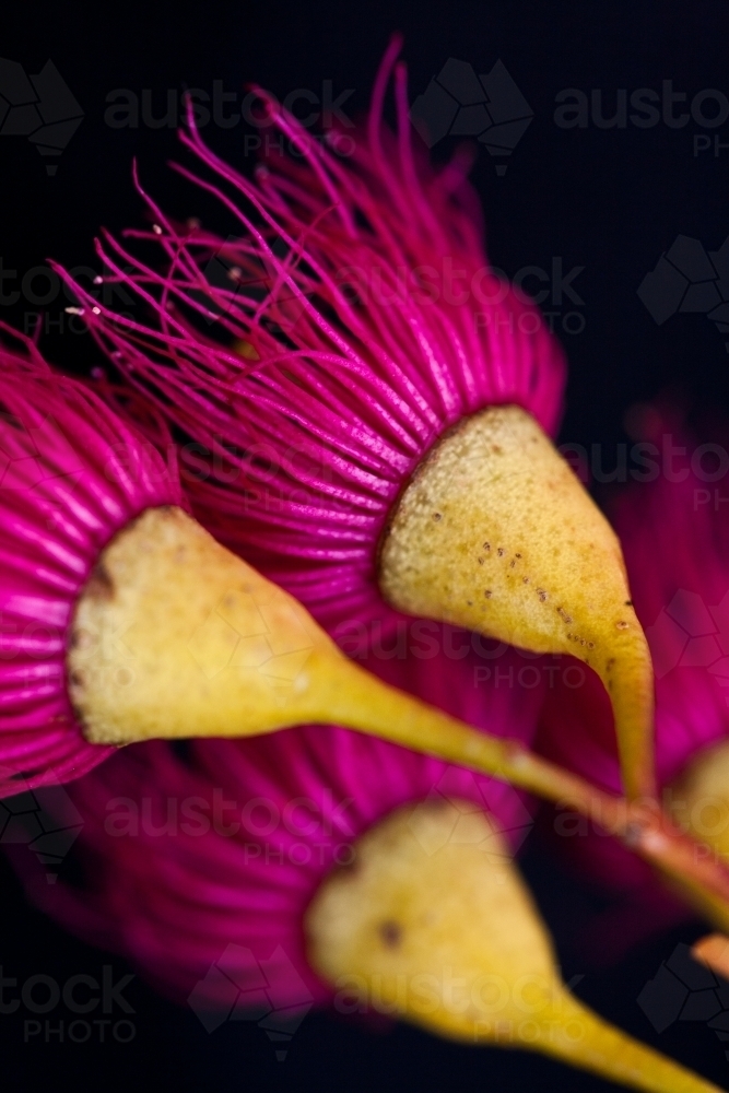 Close up of pink iron bark (eucalyptus) flowers - Australian Stock Image