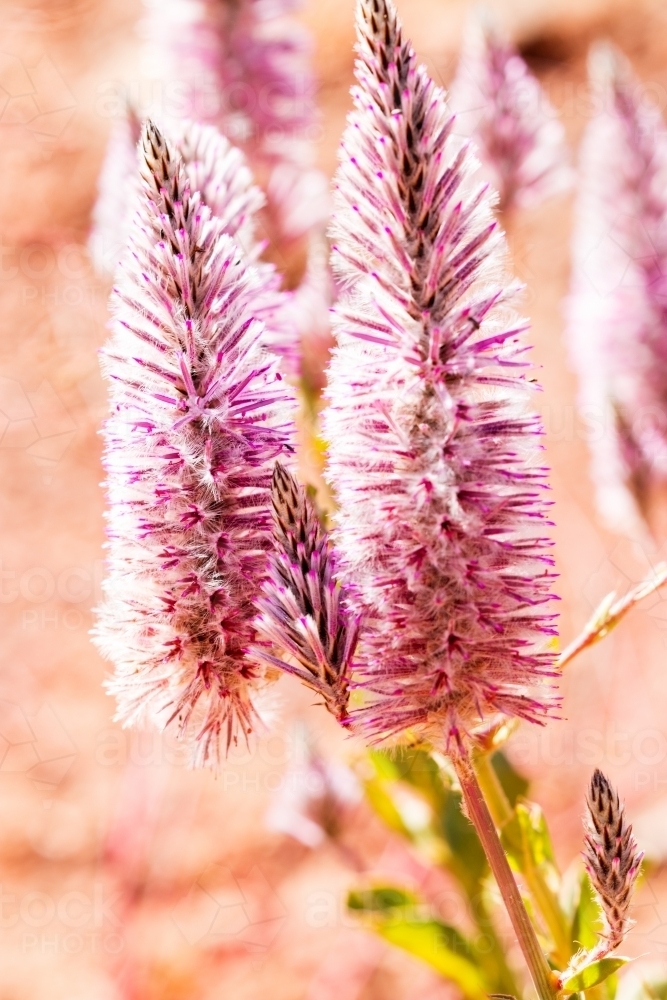 Close up of pink mulla mulla flowers - Australian Stock Image