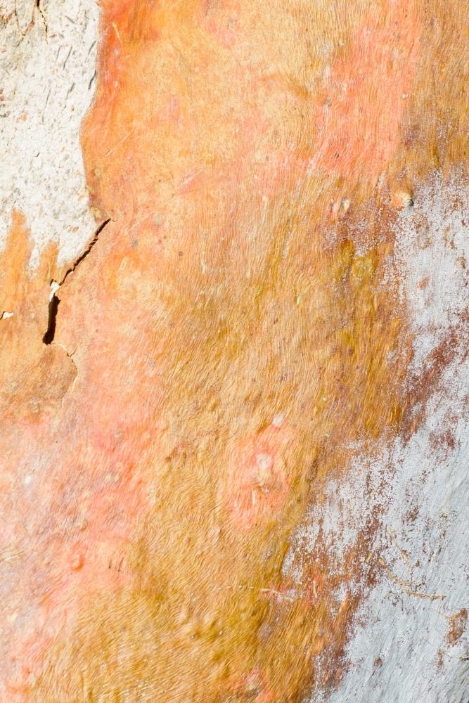Close up of pink, orange and yellow textured trunk of a gum tree - Australian Stock Image