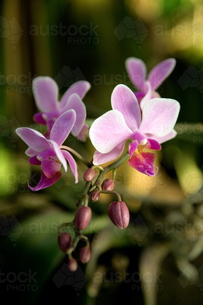 Close up of pink orchids - Australian Stock Image