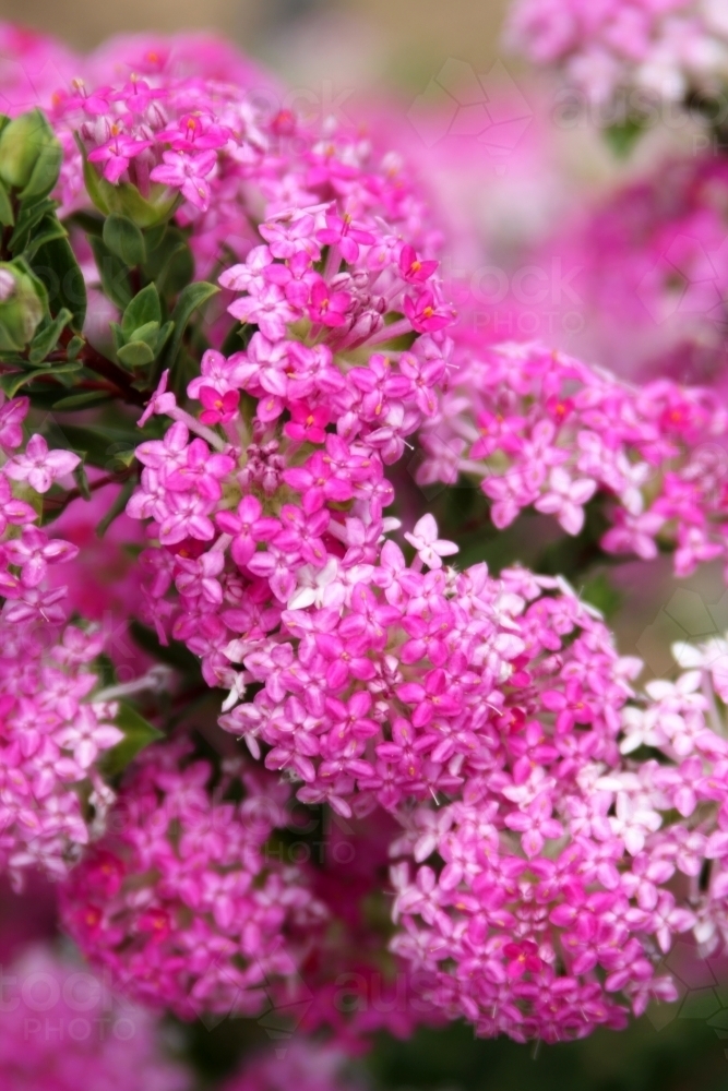 Close up of pink pimelea flower - Australian Stock Image