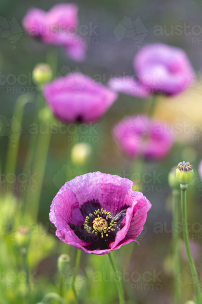 Close up of pink poppies growing wild - Australian Stock Image