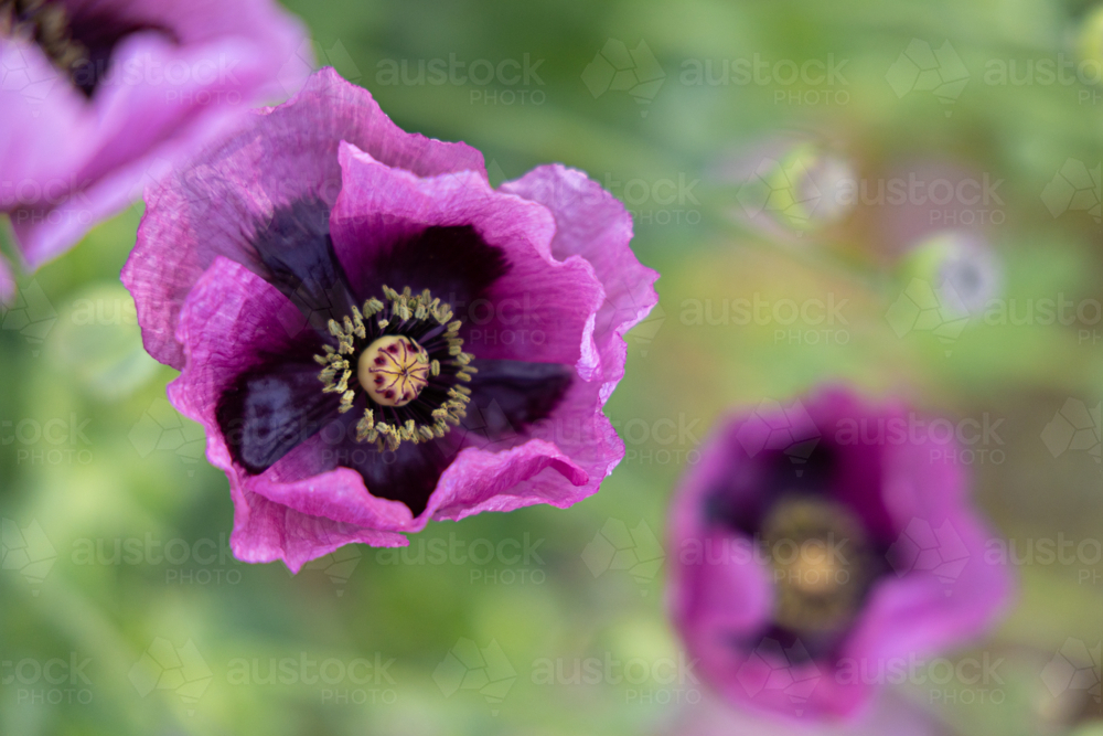 Close up of pink poppy - Australian Stock Image