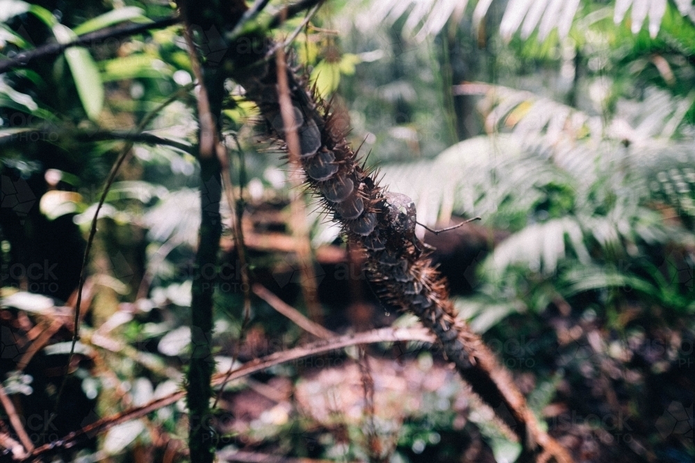 Close up of plant life and fern in rainforest - Australian Stock Image
