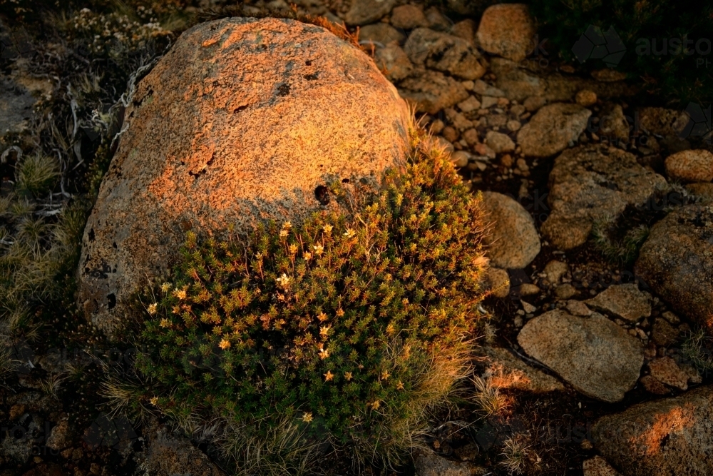 Close up of Plant on Mt Wellington - Australian Stock Image
