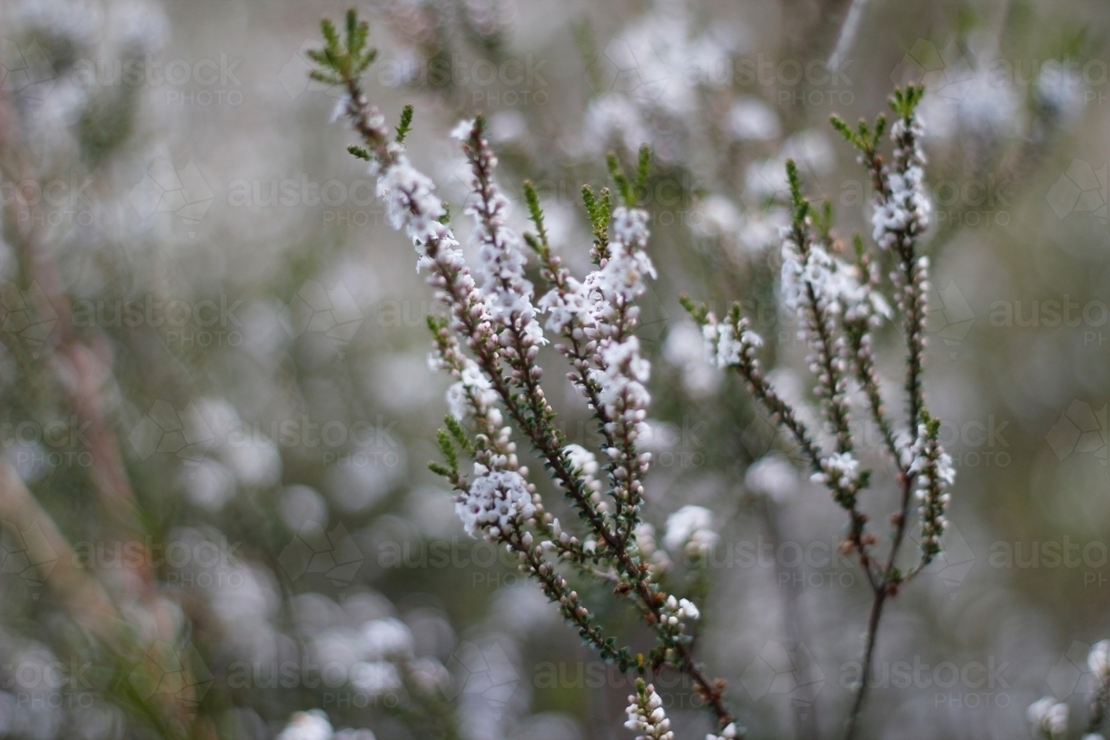 Close up of plant with tiny white flowers blooming - Australian Stock Image
