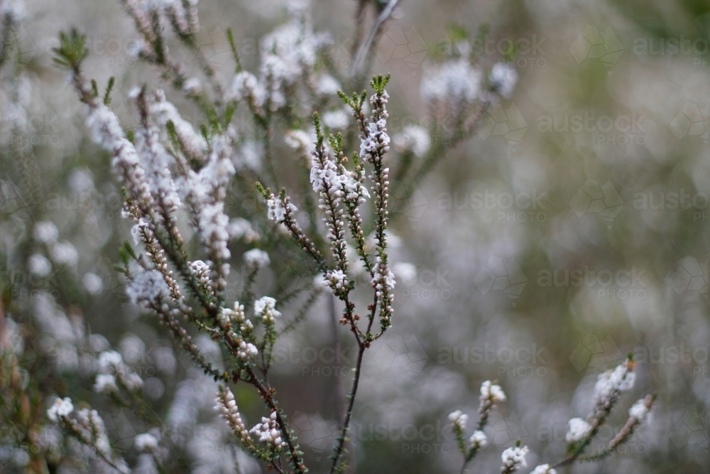 Close up of plant with tiny white flowers blooming - Australian Stock Image