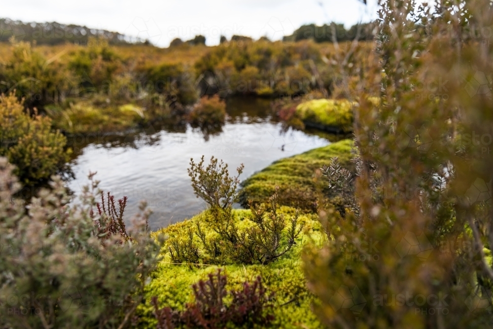 close-up of plants and water pond - Australian Stock Image