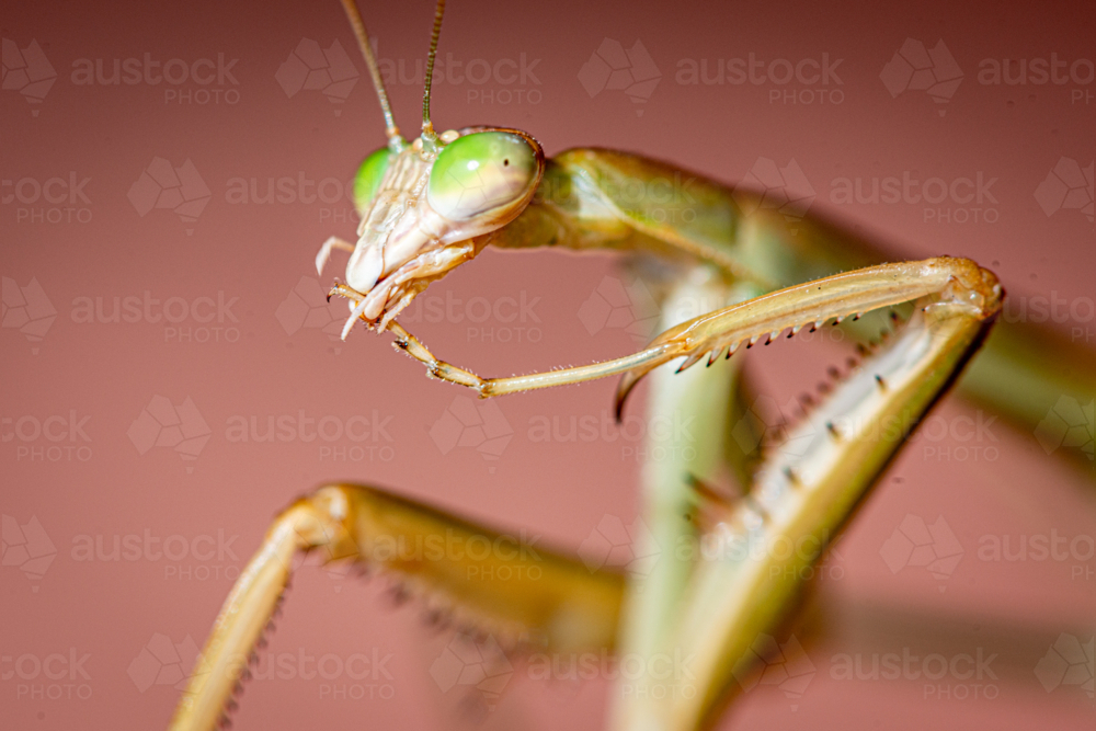 Close-up of praying mantis with vivid green eyes. - Australian Stock Image