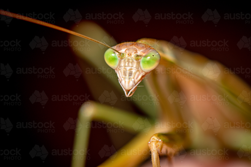 Close-up of praying mantis with vivid green eyes. - Australian Stock Image