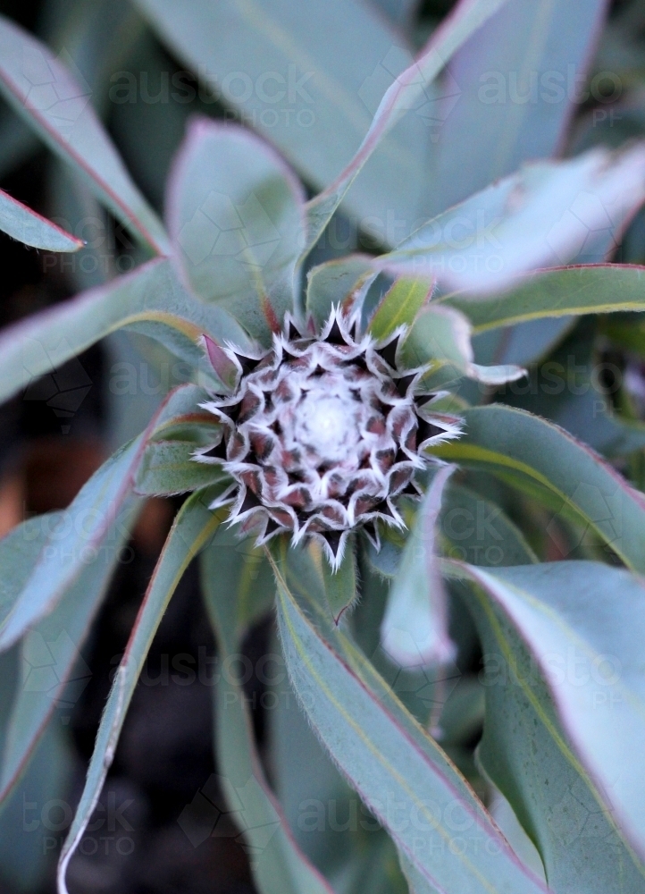 Close up of protea beginning to flower - Australian Stock Image